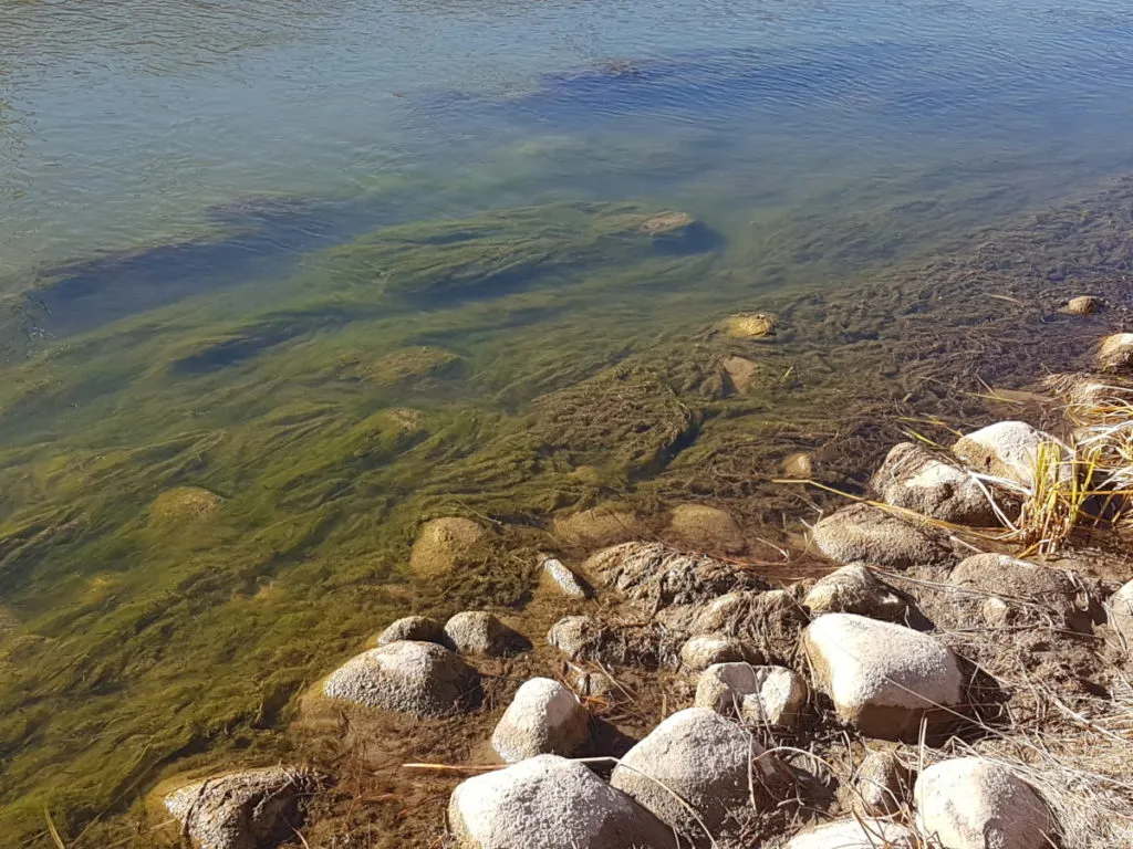 Submerged aquatic vegetatoin in the Little Bow River, Alberta, Canada.