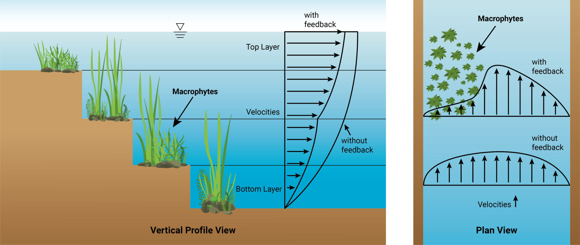 Figure 1. Macrophytes grow in vertical columns from bed upwards