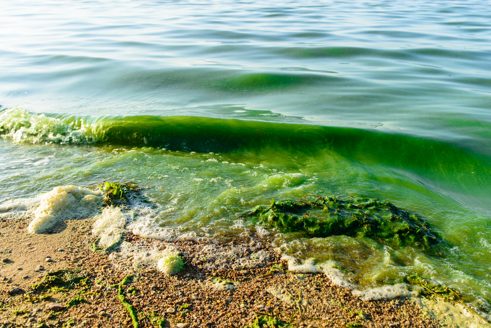 An example of algal bloom in coastal waters.