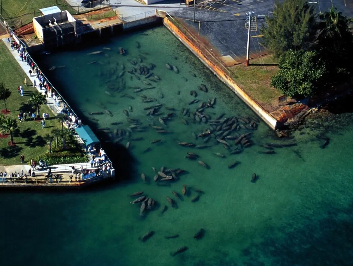 Florida&#x27;s manatee population uses warm-water discharges from power plants during winter (Image from USGS).