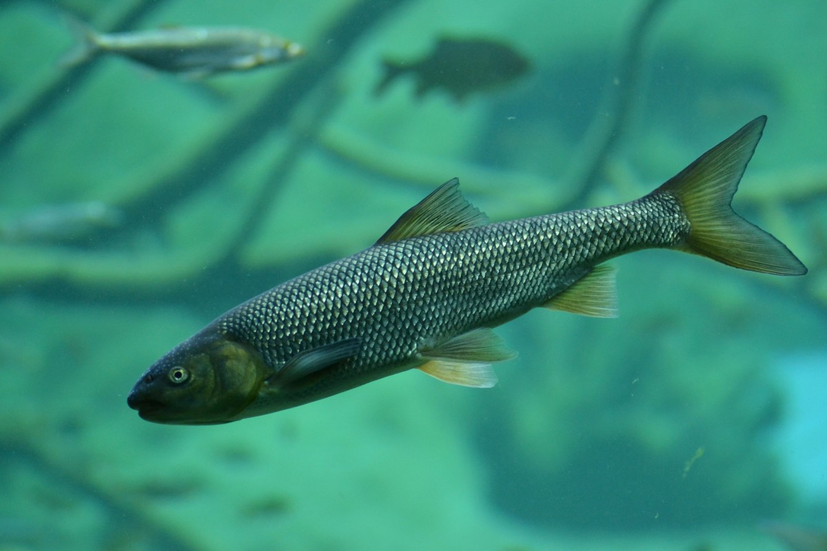 Fresh water fish often occupy complex habitat with rapidly varying water depth and velocity.