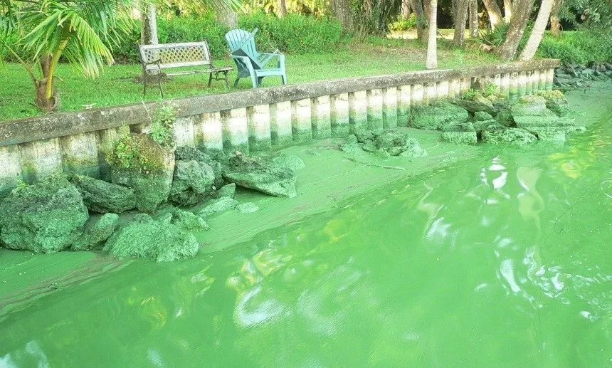 Algal issue in Caloosahatchee Estuary.